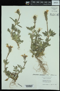 Glandularia canadensis image