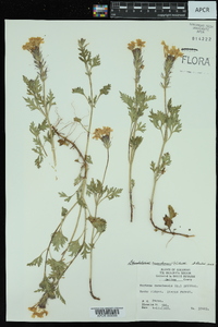 Glandularia canadensis image