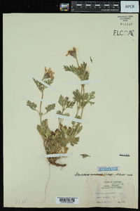 Glandularia canadensis image