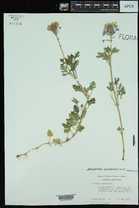 Glandularia canadensis image