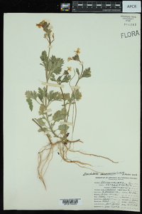 Glandularia canadensis image