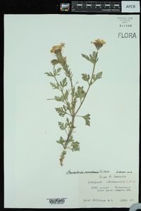 Glandularia canadensis image