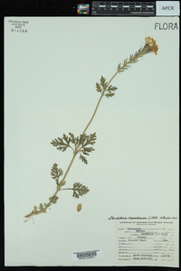 Glandularia canadensis image