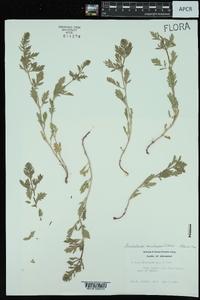 Glandularia canadensis image