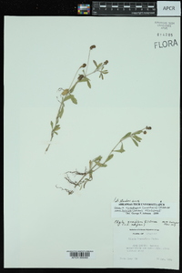 Phyla nodiflora image