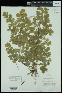 Adiantum capillus-veneris image