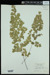 Adiantum capillus-veneris image