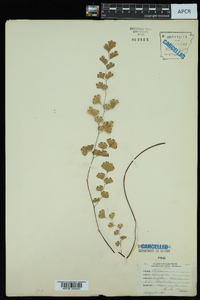 Adiantum capillus-veneris image