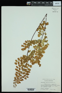 Adiantum capillus-veneris image