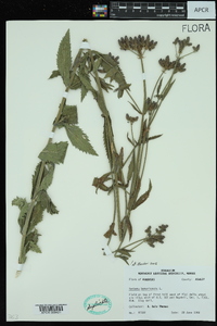 Verbena bonariensis image