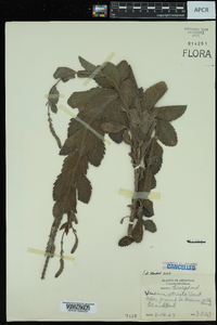 Verbena stricta image