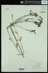 Verbena brasiliensis image