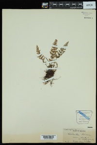 Myriopteris lanosa image