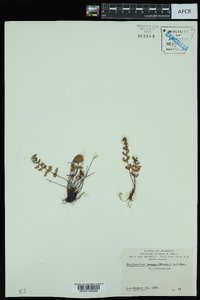 Myriopteris tomentosa image