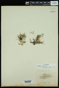 Selaginella apoda image