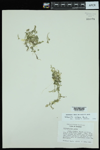 Selaginella eclipes image