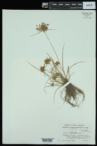 Cyperus filicinus image