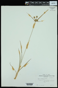 Cyperus retrorsus image