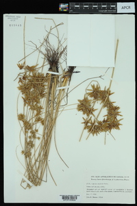 Cyperus oxylepis image