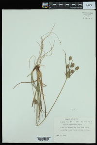 Cyperus retrorsus image
