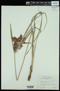 Cyperus setigerus image