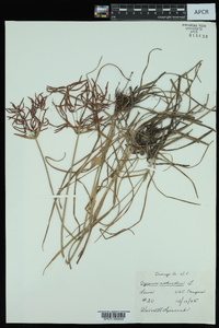 Cyperus rotundus image