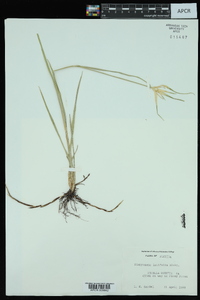 Dichromena latifolia image