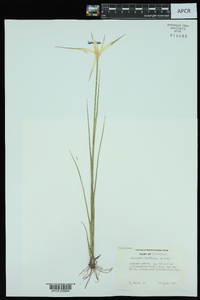 Dichromena latifolia image