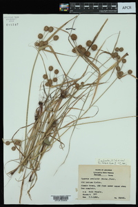 Cyperus echinatus image