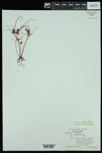 Cyperus squarrosus image