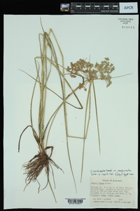 Cyperus pseudovegetus image