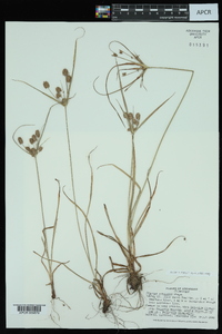 Cyperus retrorsus image