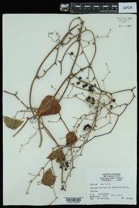 Smilax bona-nox image