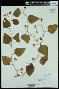 Smilax bona-nox image