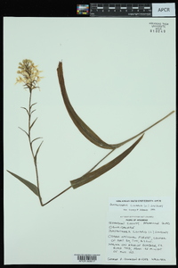 Platanthera ciliaris image