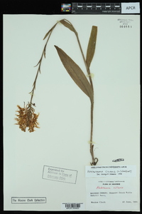 Platanthera cristata image