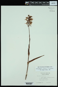 Platanthera ciliaris image