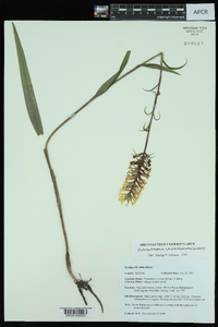 Platanthera cristata image