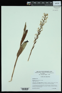 Platanthera lacera image