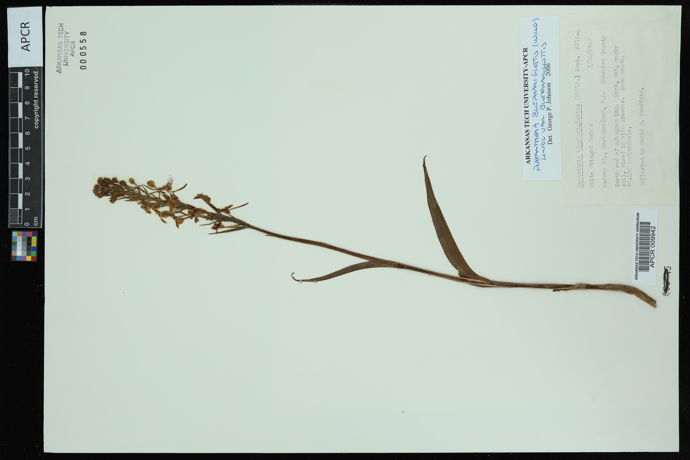 Platanthera blephariglottis var. blephariglottis image