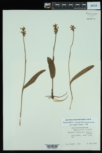 Platanthera clavellata image