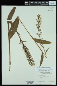 Platanthera lacera image