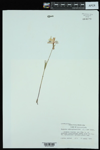 Pogonia ophioglossoides image