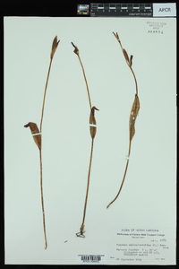 Pogonia ophioglossoides image