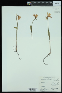 Pogonia ophioglossoides image