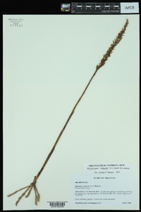 Spiranthes cernua image