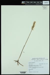 Spiranthes cernua image