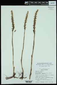 Spiranthes cernua image