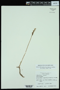 Spiranthes cernua image