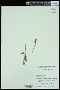 Spiranthes cernua image